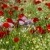 Gorefield Poppies | DSC_5882.jpg