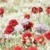 Gorefield Poppies | DSC_5940.jpg