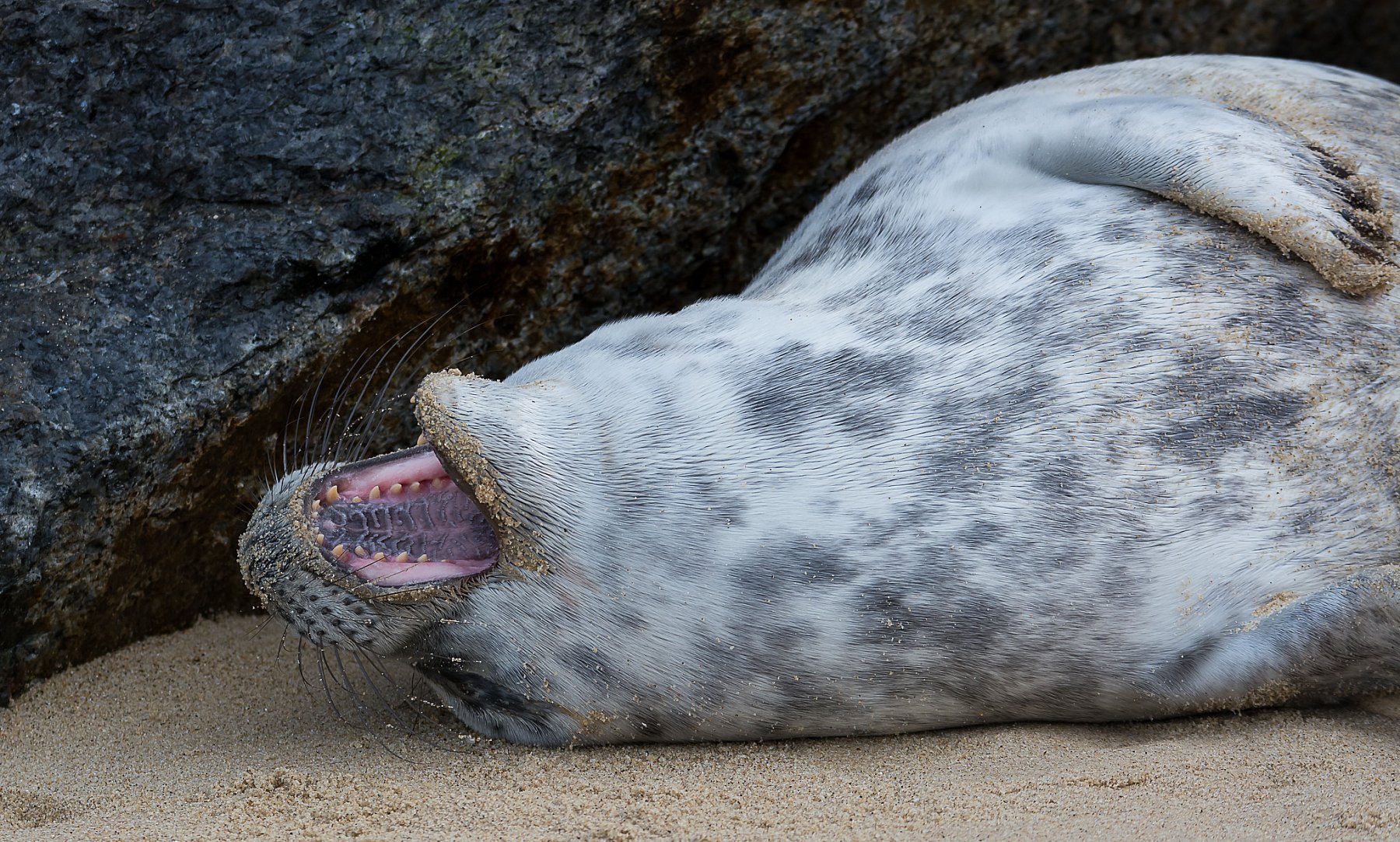 Seals in Norfolk | BLC_4057.jpg