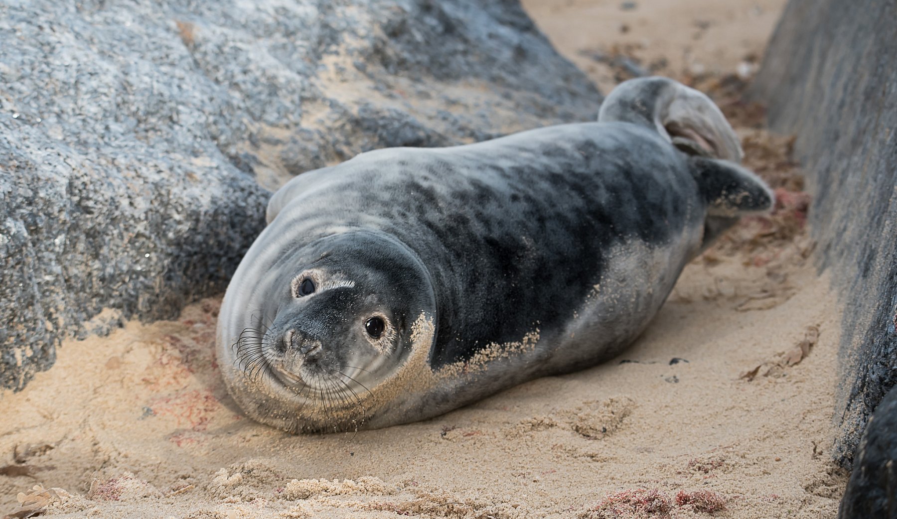 Seals in Norfolk | B50_0575.jpg
