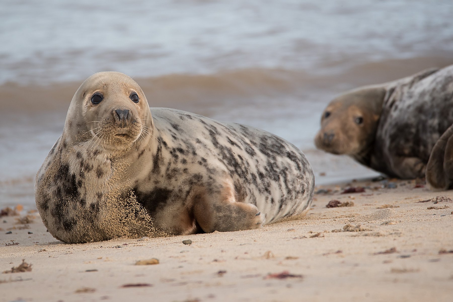 Seals in Norfolk | B50_0593.jpg