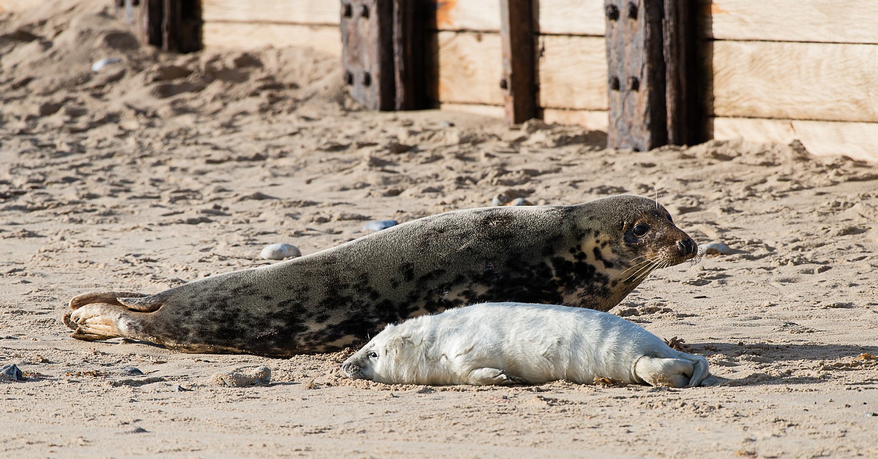 Seals in Norfolk | DSC_8207.jpg