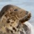 Seals in Norfolk | BLC_4095.jpg