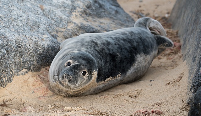 Seals in Norfolk
